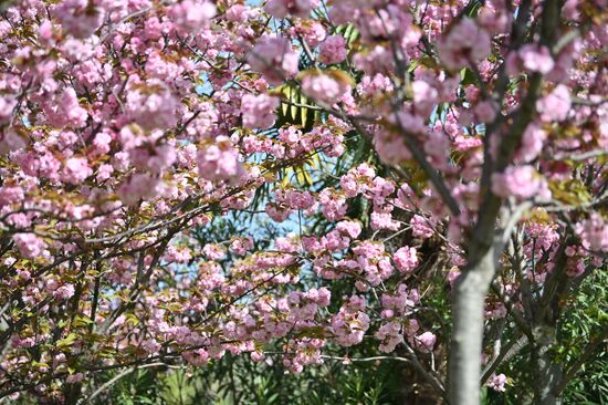 Russia Environment Cherry Blossom