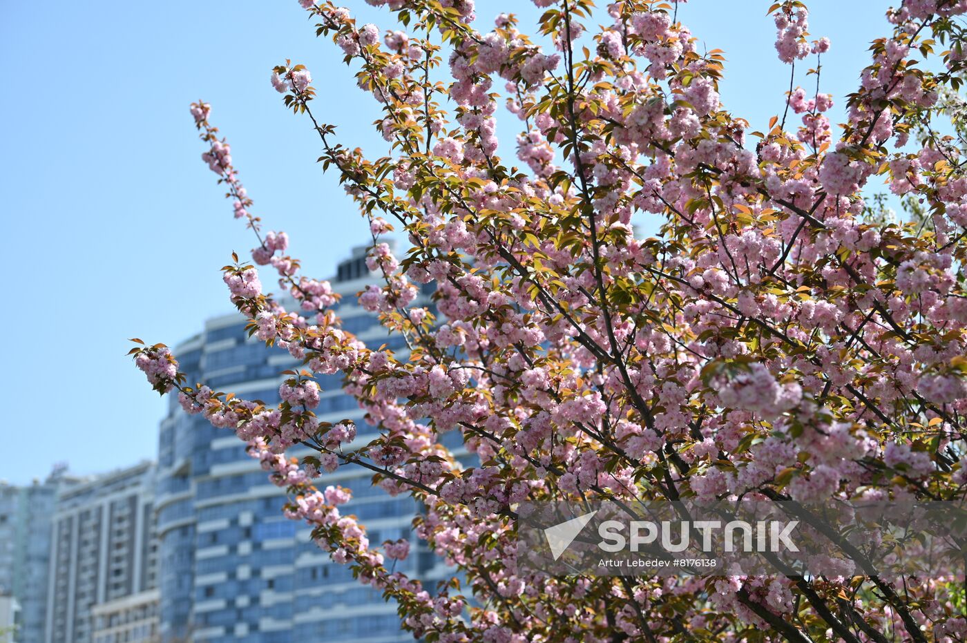 Russia Environment Cherry Blossom