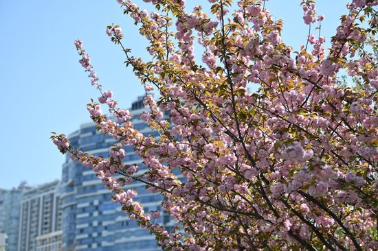 Russia Environment Cherry Blossom