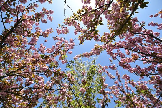 Russia Environment Cherry Blossom