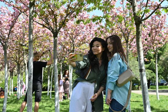 Russia Environment Cherry Blossom