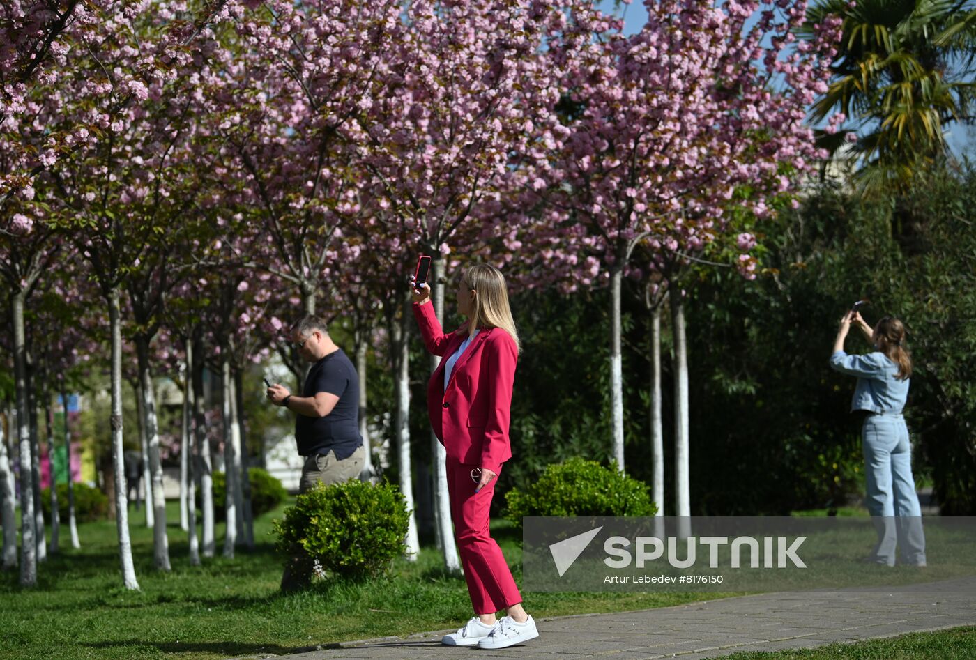 Russia Environment Cherry Blossom