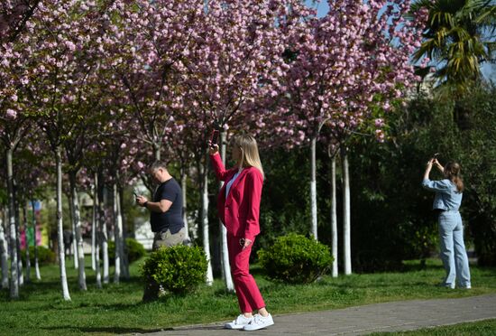 Russia Environment Cherry Blossom