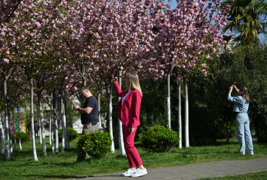 Russia Environment Cherry Blossom