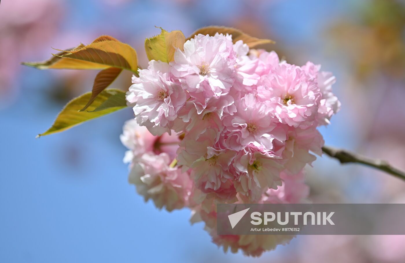 Russia Environment Cherry Blossom