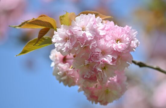 Russia Environment Cherry Blossom