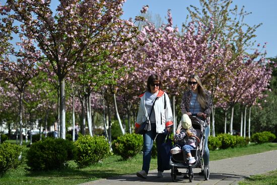 Russia Environment Cherry Blossom