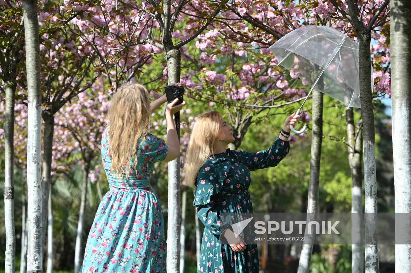 Russia Environment Cherry Blossom