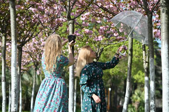 Russia Environment Cherry Blossom