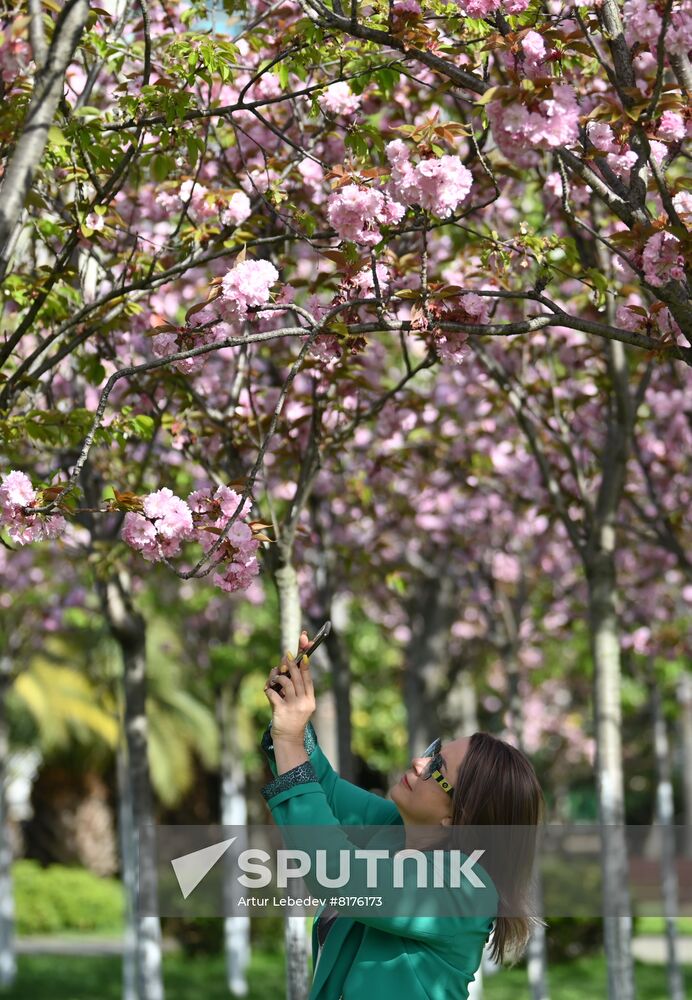 Russia Environment Cherry Blossom