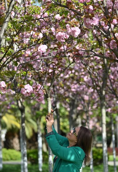 Russia Environment Cherry Blossom