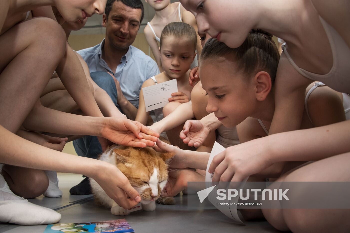 Russia Crimea Mascot Cat