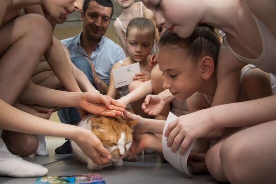 Russia Crimea Mascot Cat