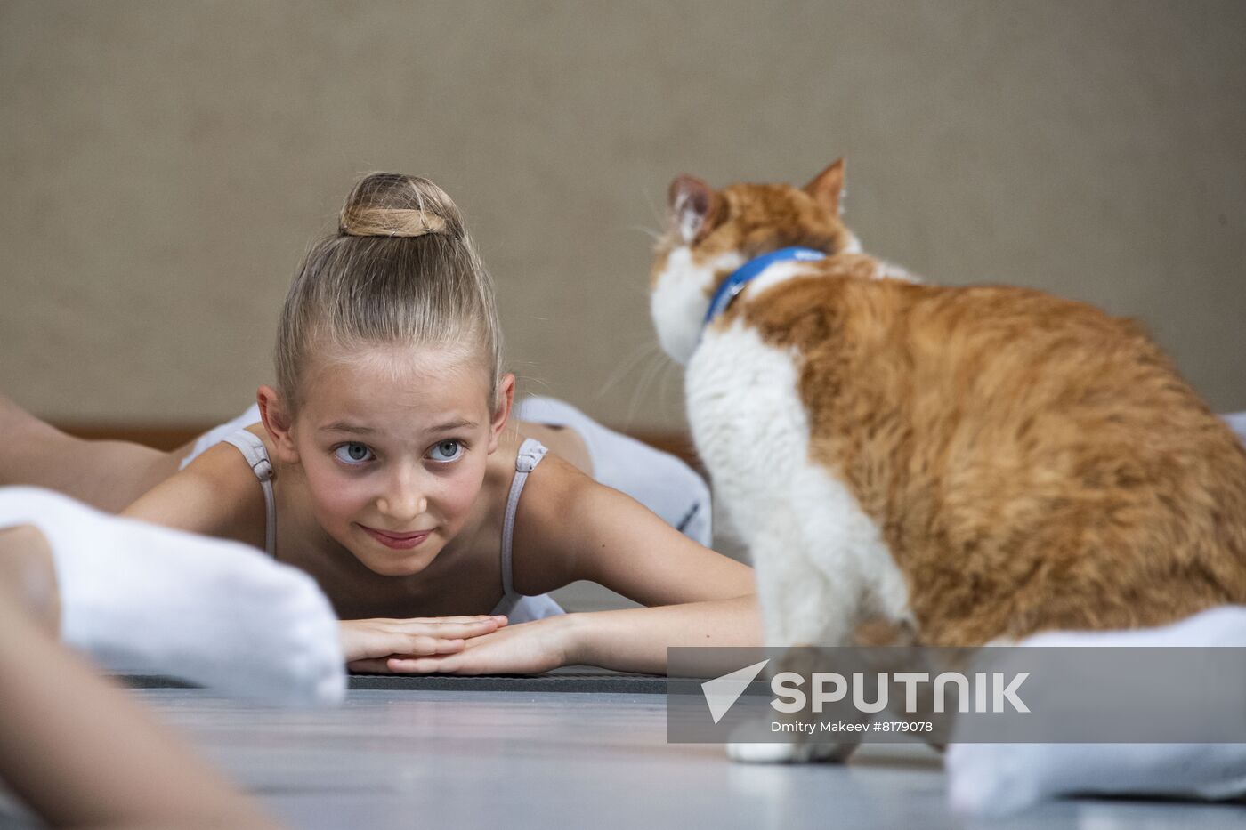 Russia Crimea Mascot Cat