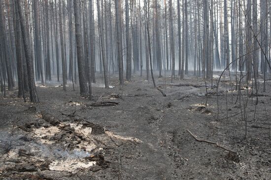 Russia Wild Fires