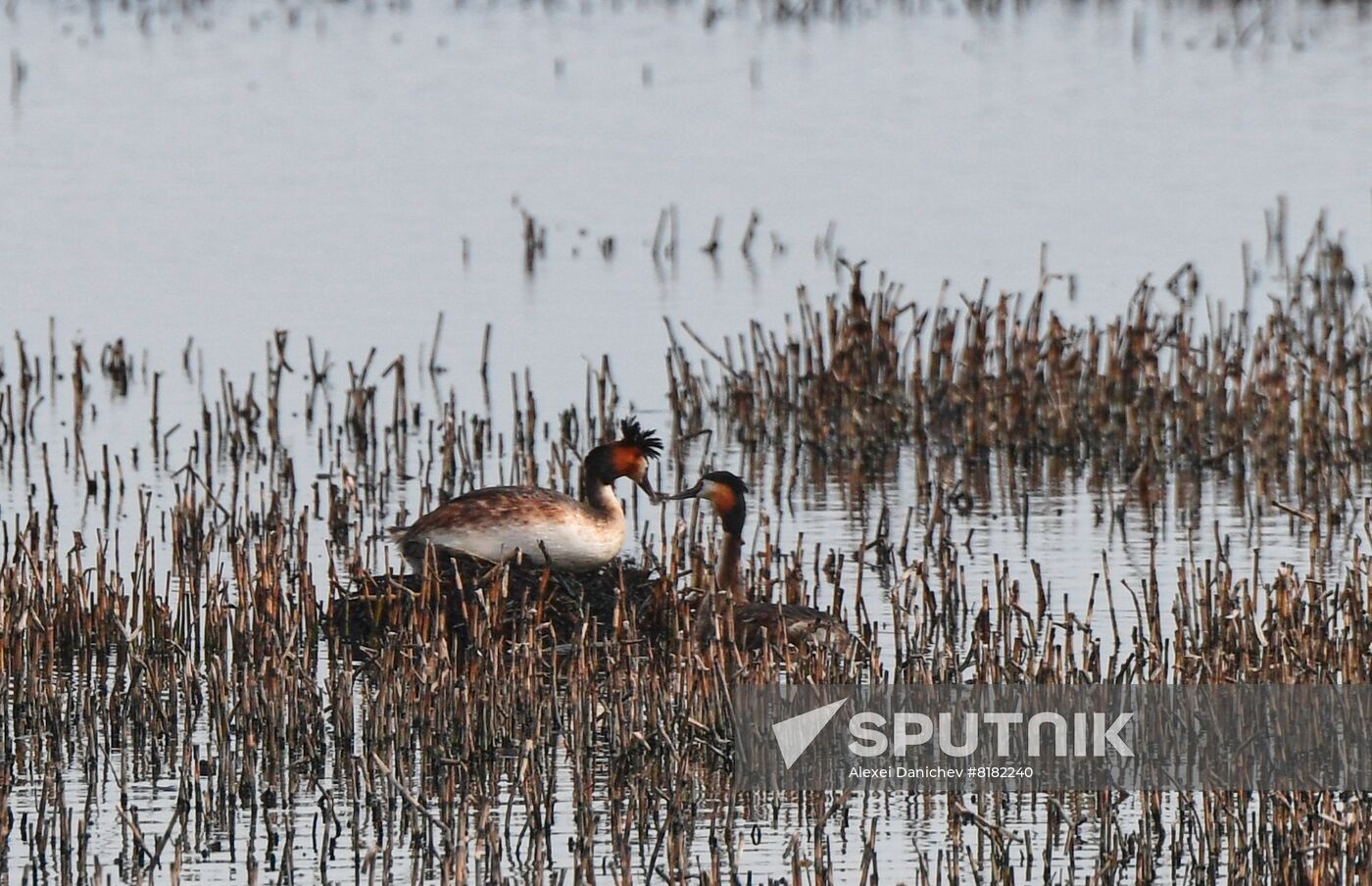 Russia Wildlife