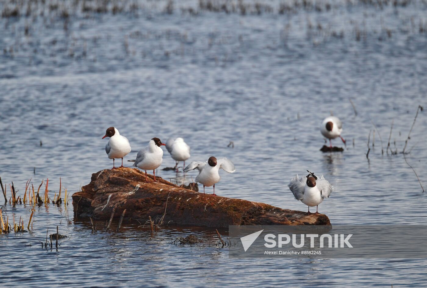 Russia Wildlife