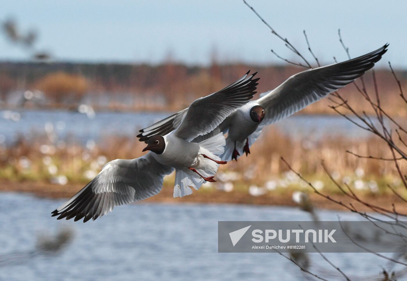 Russia Wildlife