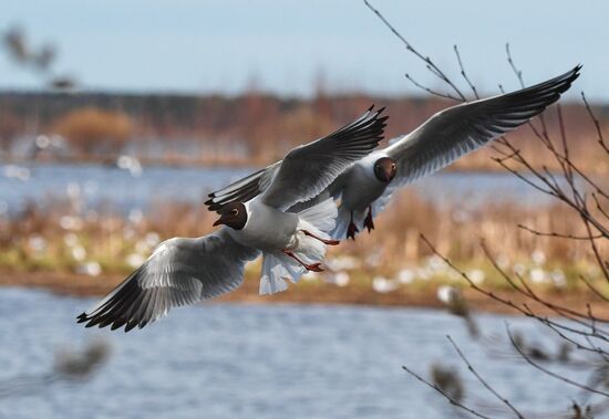 Russia Wildlife