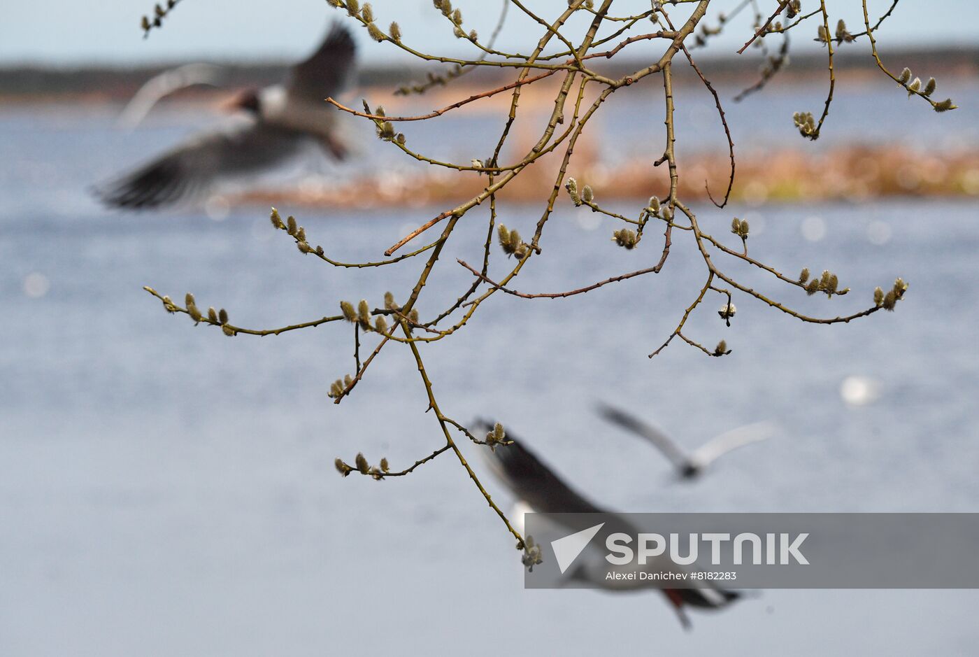 Russia Wildlife
