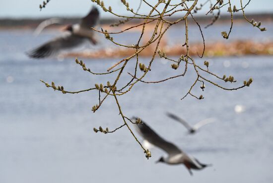 Russia Wildlife