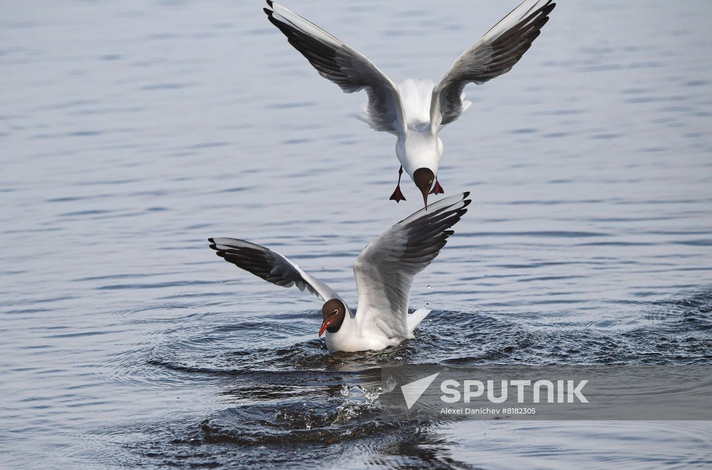 Russia Wildlife