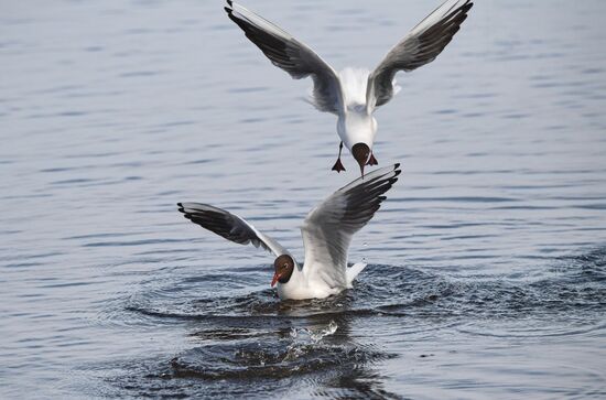 Russia Wildlife