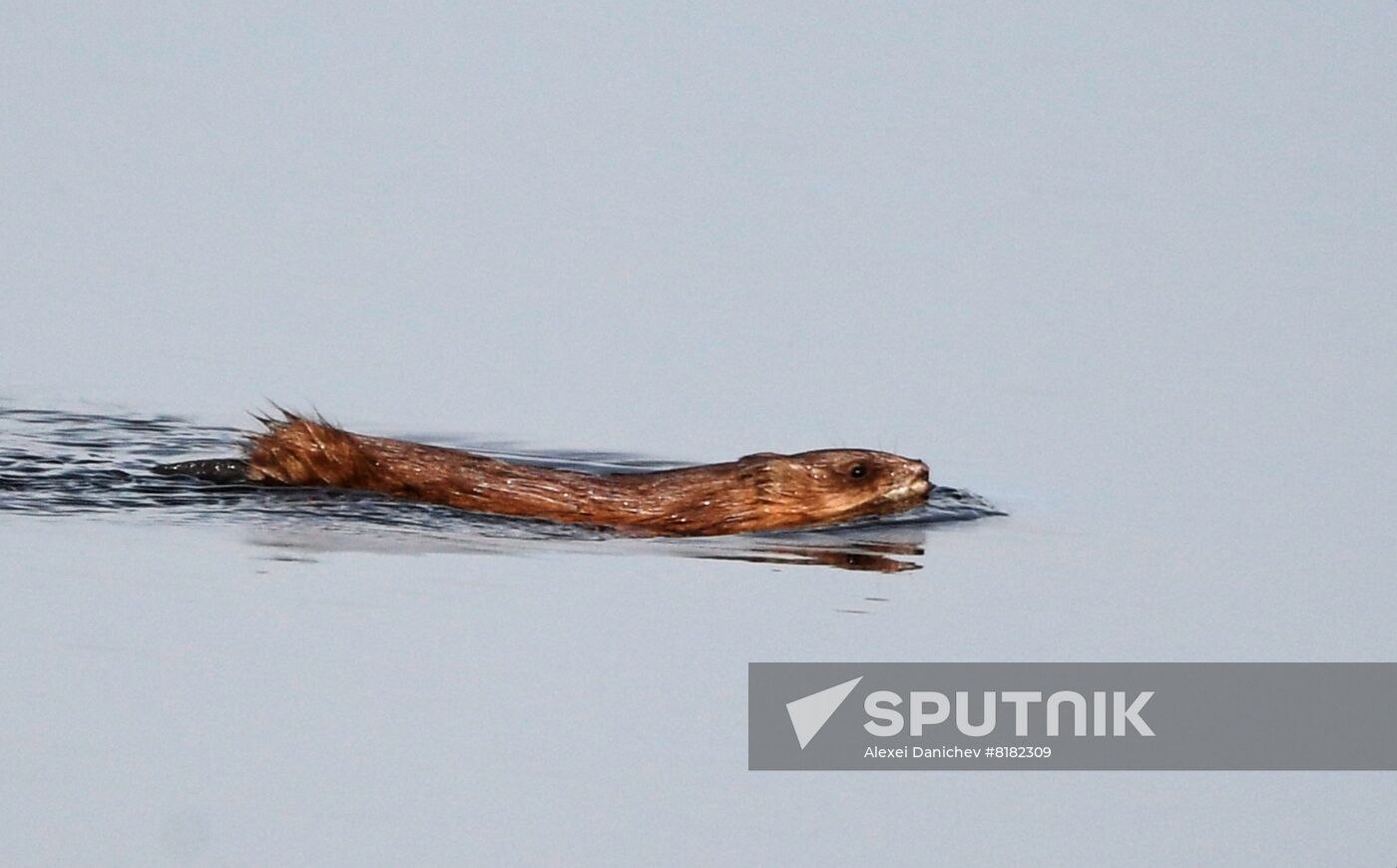 Russia Wildlife