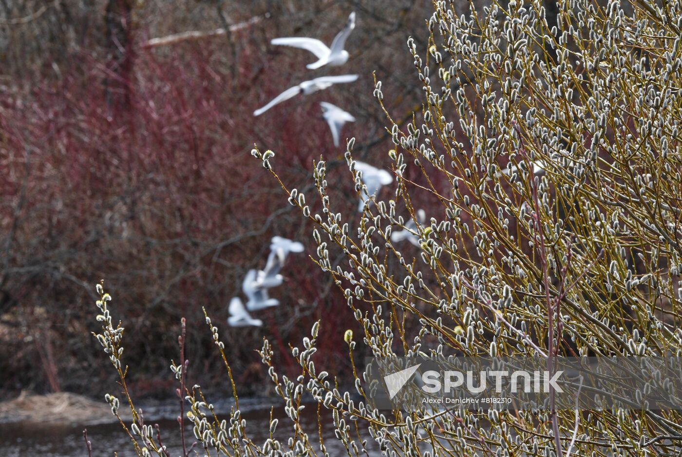 Russia Wildlife