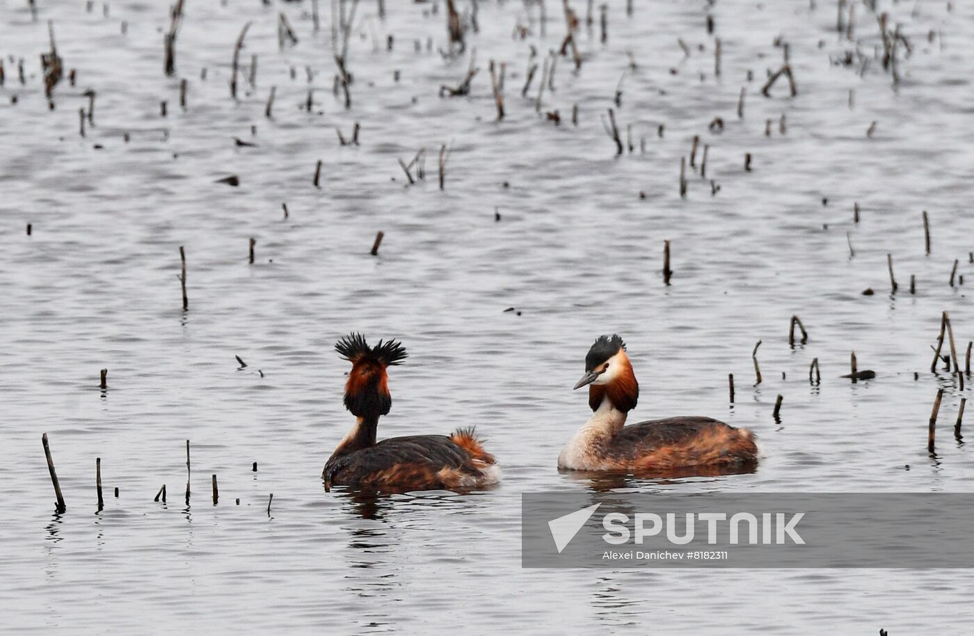 Russia Wildlife