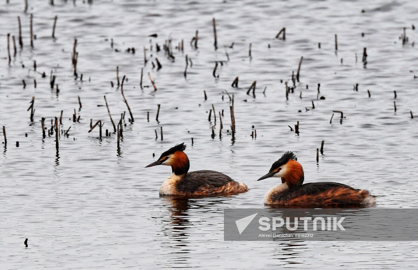 Russia Wildlife