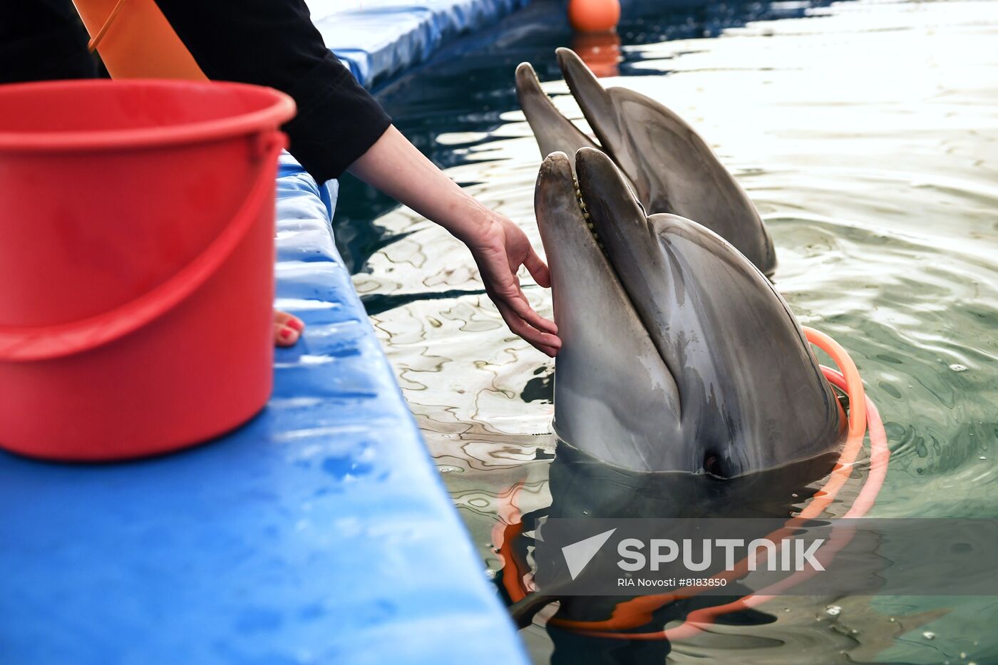 Ukraine Russia Military Operation Dolphinarium