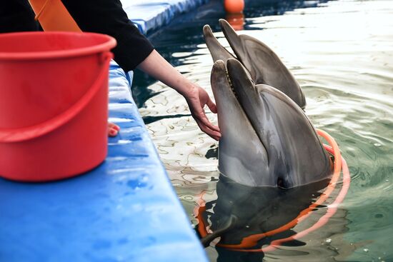 Ukraine Russia Military Operation Dolphinarium