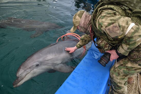 Ukraine Russia Military Operation Dolphinarium