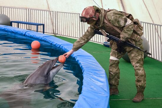 Ukraine Russia Military Operation Dolphinarium