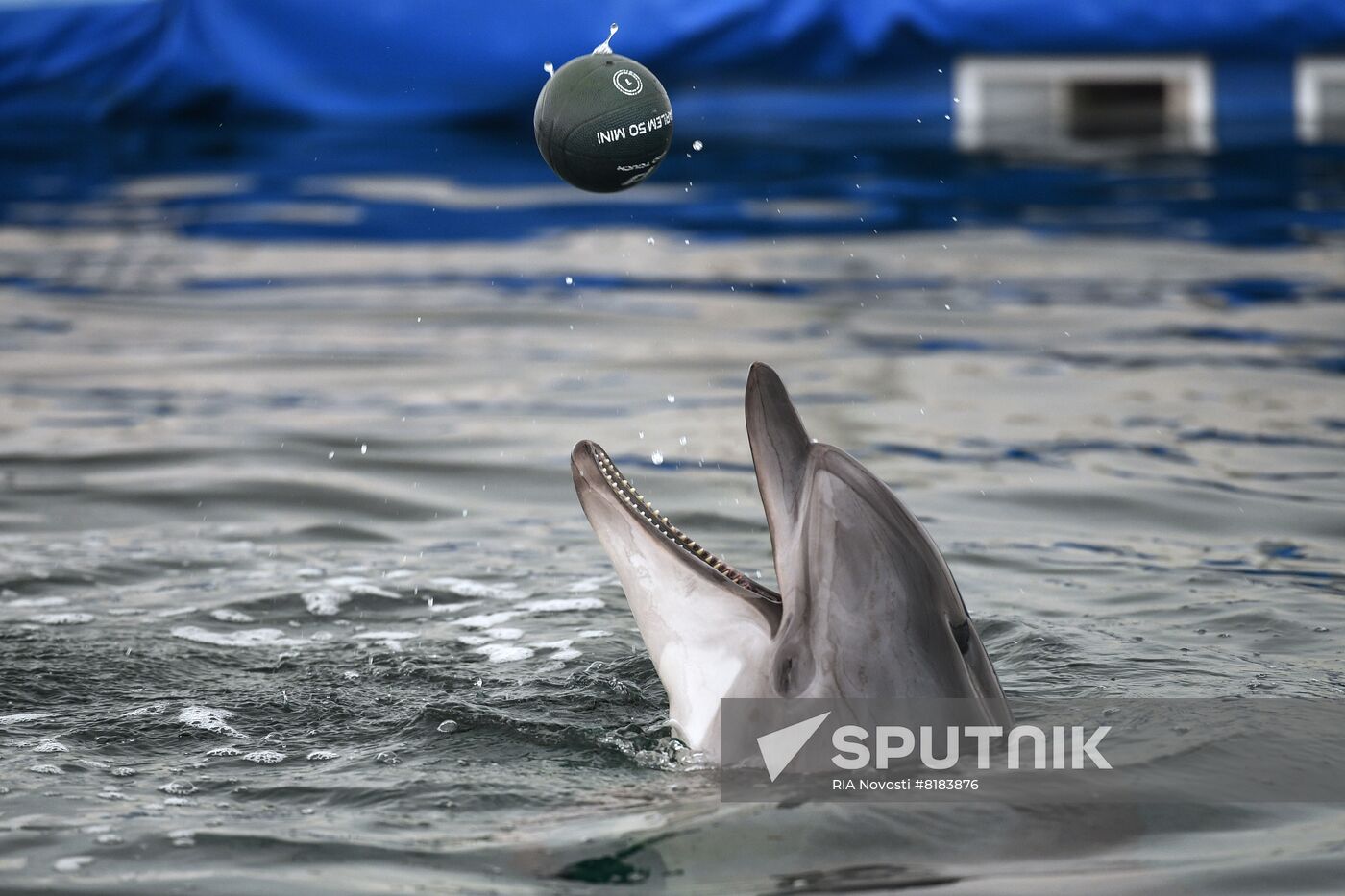 Ukraine Russia Military Operation Dolphinarium