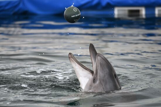 Ukraine Russia Military Operation Dolphinarium