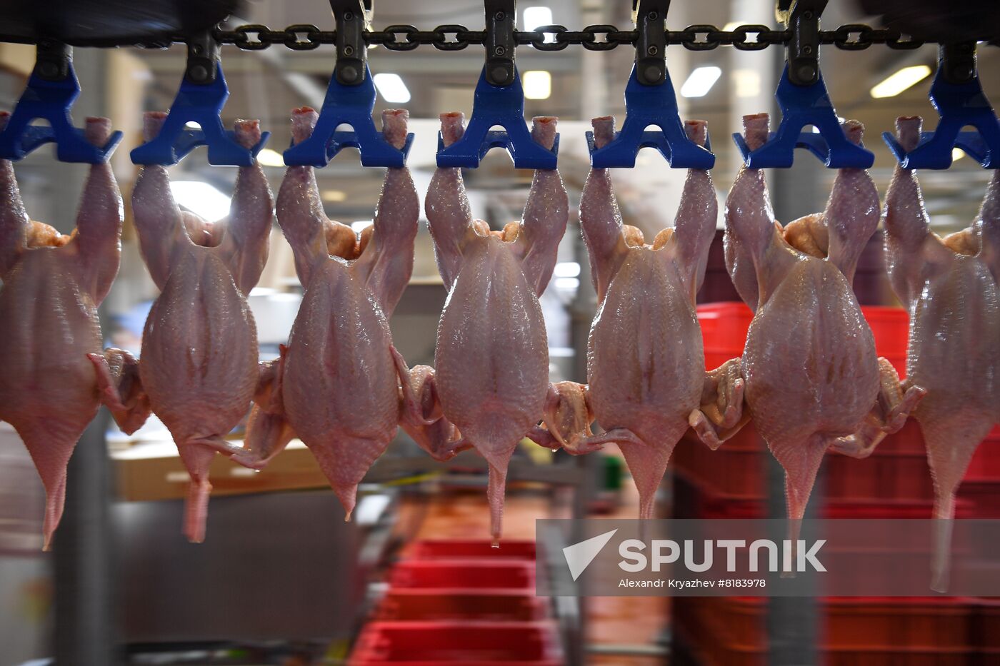 Russia Agriculture Poultry