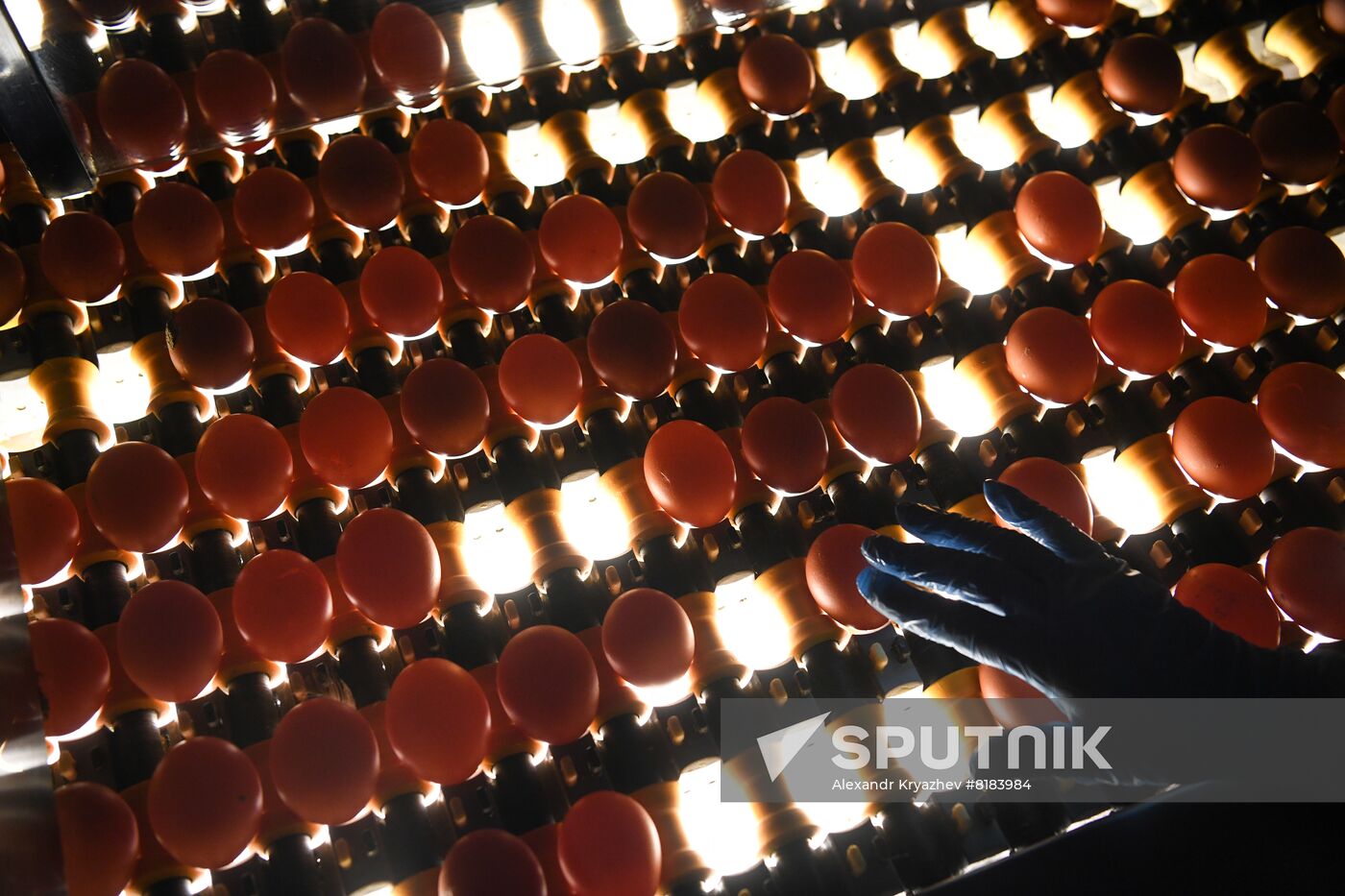Russia Agriculture Poultry