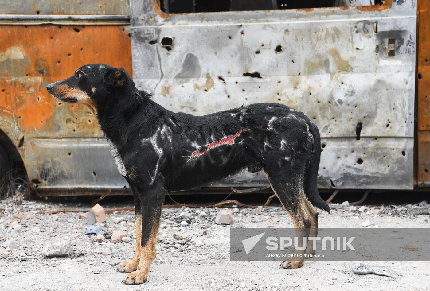 DPR LPR Russia Ukraine Military Operation