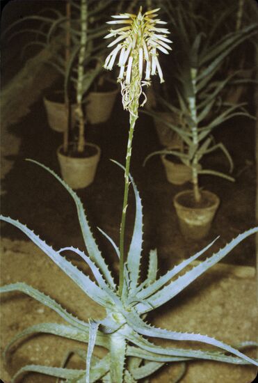 Blooming aloe plant