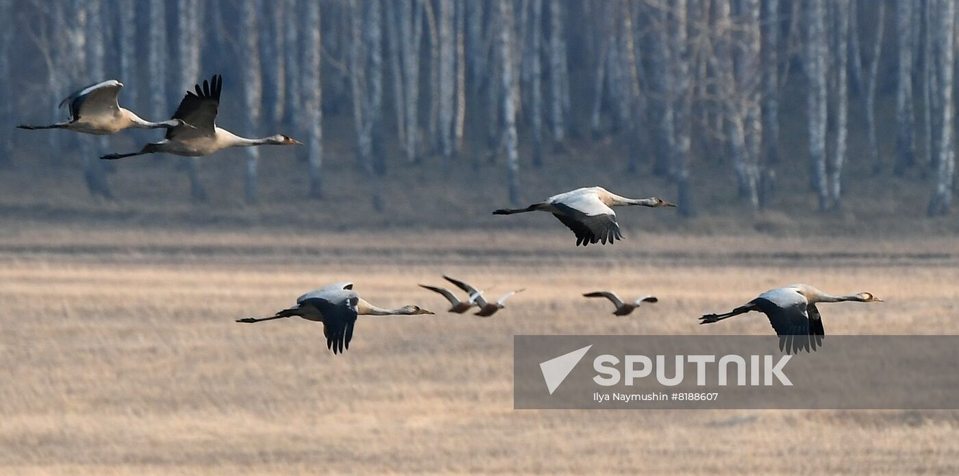 Russia Wildlife