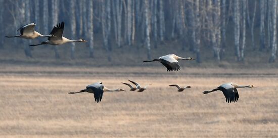 Russia Wildlife