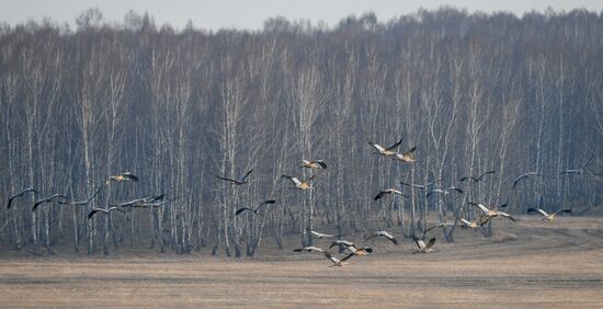 Russia Wildlife