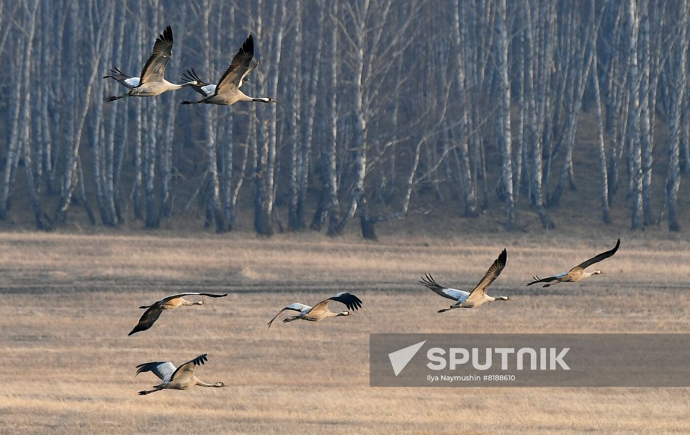 Russia Wildlife