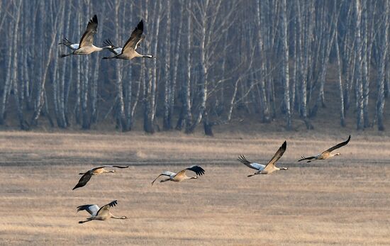 Russia Wildlife