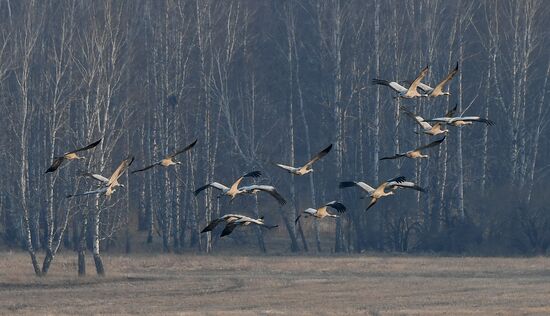 Russia Wildlife