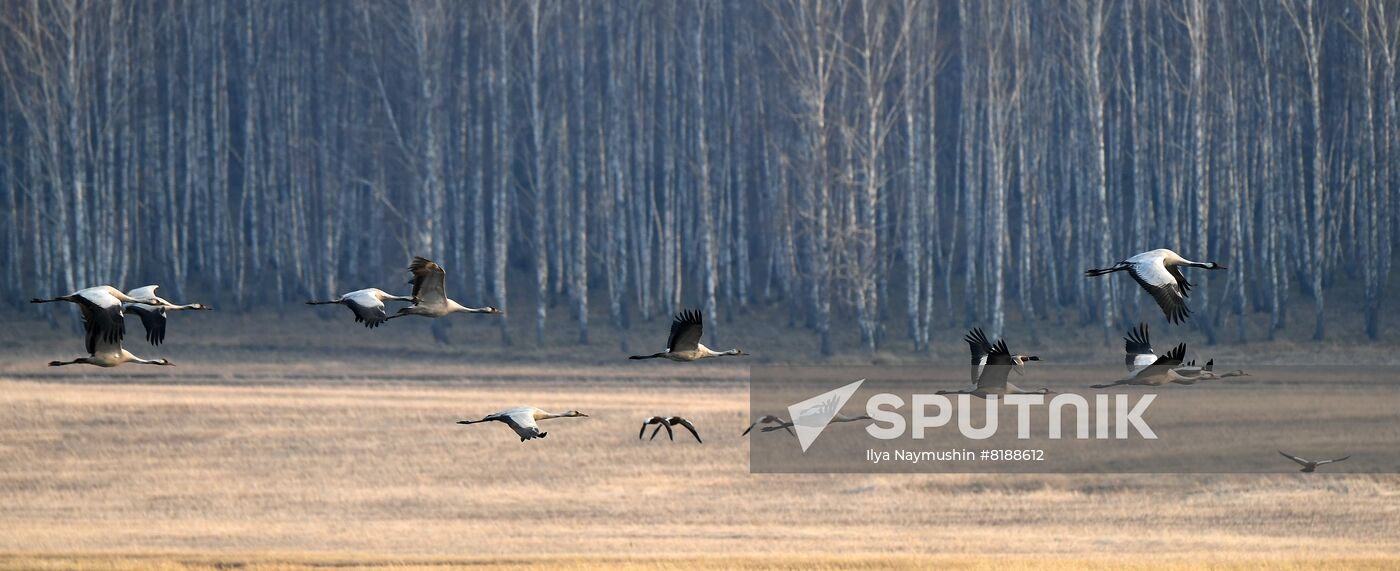 Russia Wildlife