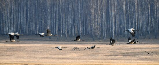 Russia Wildlife