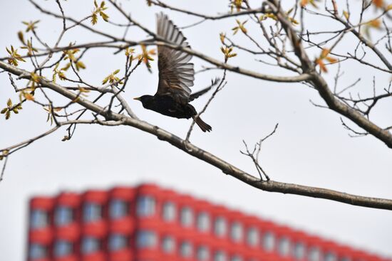 Improving Marc Chagall Embankment